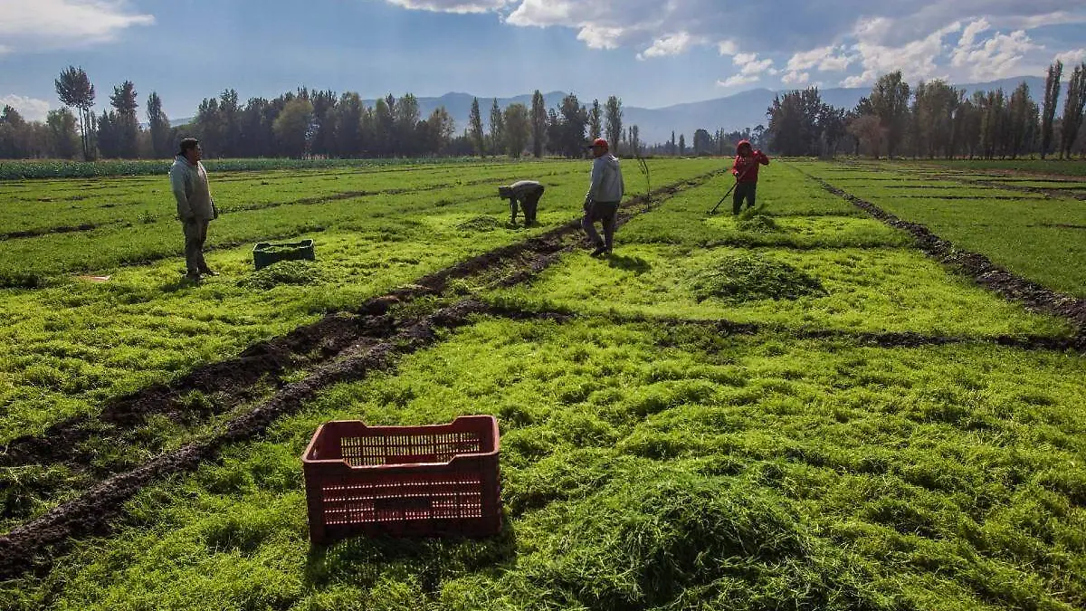 Productores Bienestar migrantes